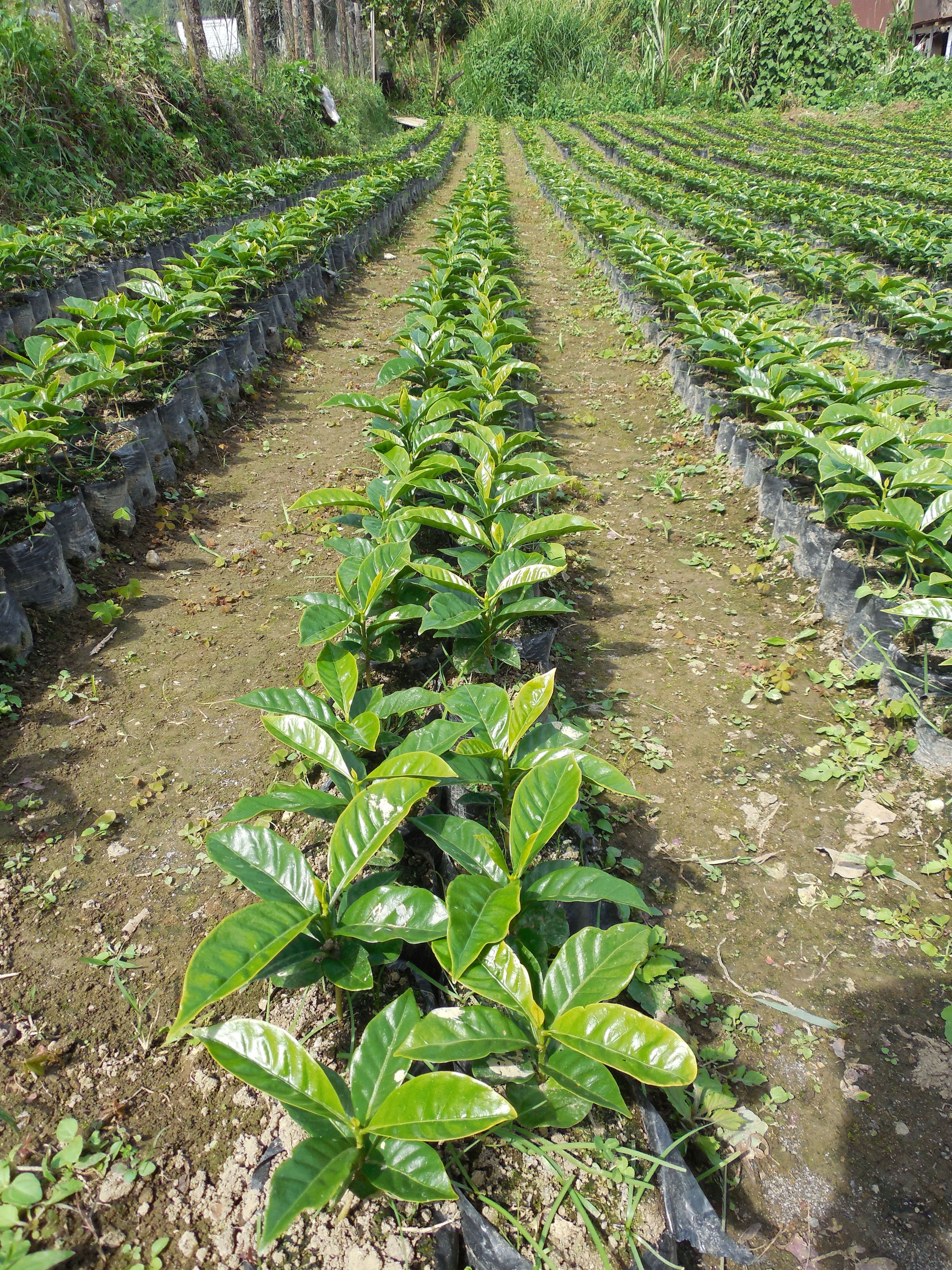 caff-corsini-compagnia-dell-arabica-ethiopia-natural-100-arabica-macinato-250g-x image 6